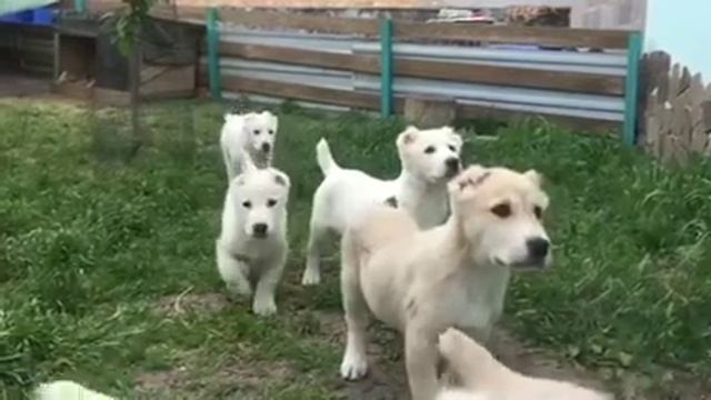 КРАСАВЧИКИ 😘 АЛАБАЙЧИКИ. МЫ УЖЕ ПОДРОСЛИ🤗