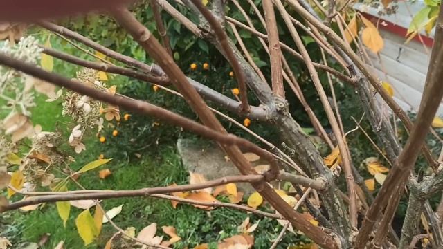 Чтоб метельчатая гортензия поднялась выше и цвела пышнее... смотреть онлайн