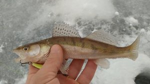 Зимняя рыбалка. Рыбалка в Татарстане. Ловля берша.