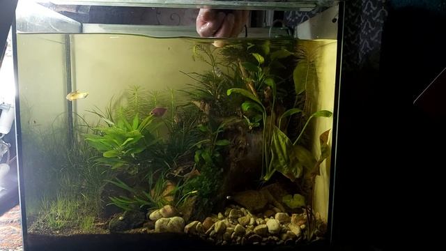 Работа над аквариумом 60л смотреть онлайн