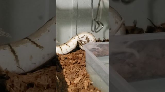 How To Feed A Ball Python