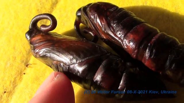 Какие Куколки с Хоботком? Какие Бабочки с Хоботком? Куколки Бражников или Куколки Павлиноглазок?