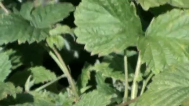 Малина ягоды на кусте.Малина ягода смотреть онлайн