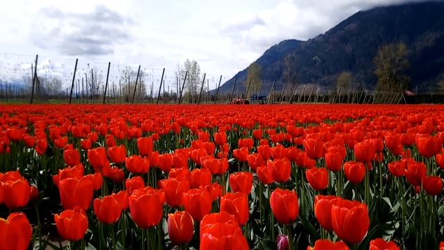 Как мы тюльпаны смотрели | Фестиваль тюльпанов | Весна, цветы | Жизнь канадская смотреть онлайн