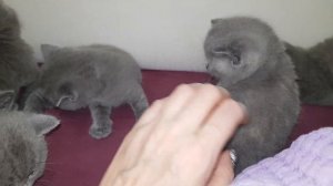 №155 Британские котята 1 месяц (#британские #кошки #happy #cats)