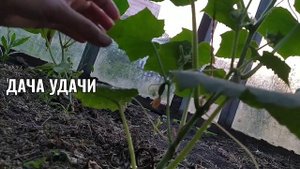 МОЛОКО! КЕФИР! ЙОД! Это любит огород!!! Дача удачи