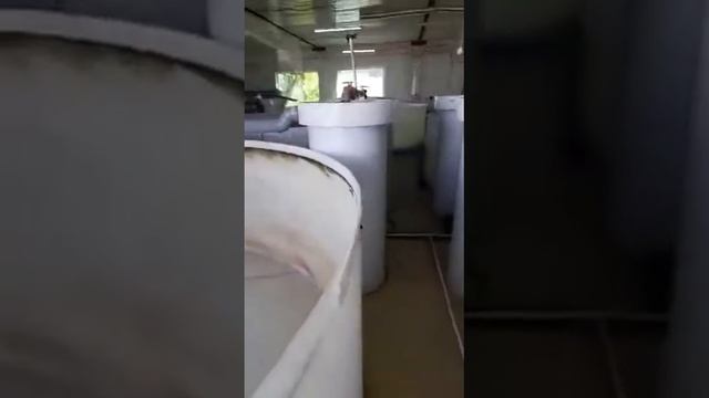 Комплект УЗВ для выращивания рыбы (Дон-25)
