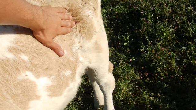 Тёлочки симментальской и голштинсской породы  Обзор