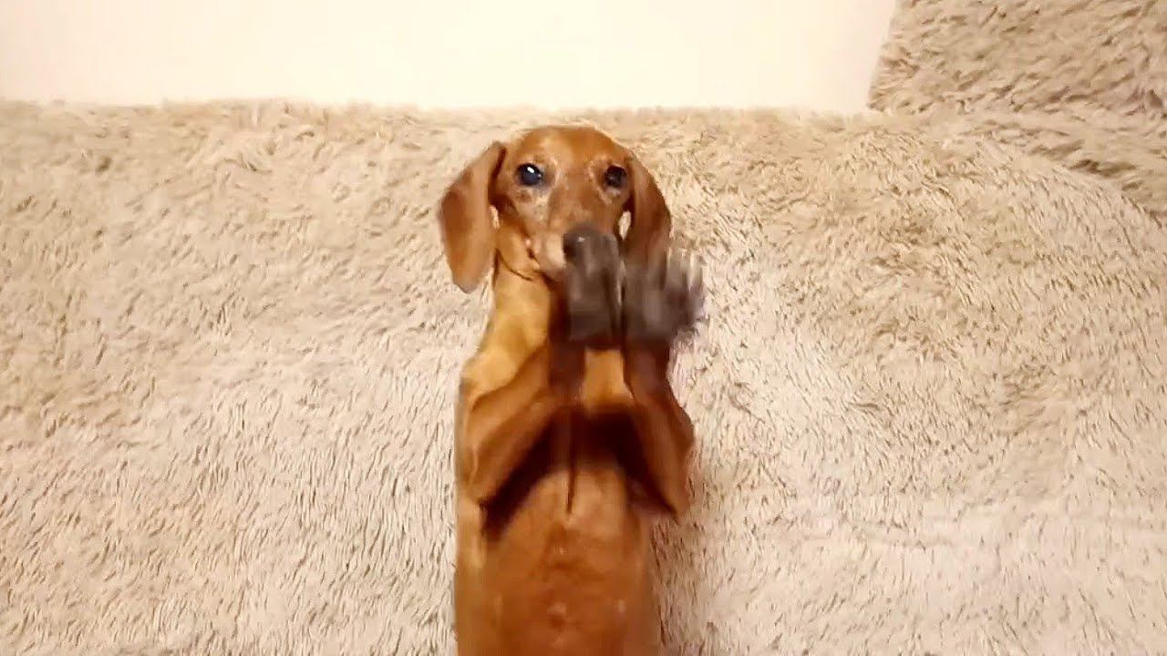 Такса Соня сама показывает свои умения!
