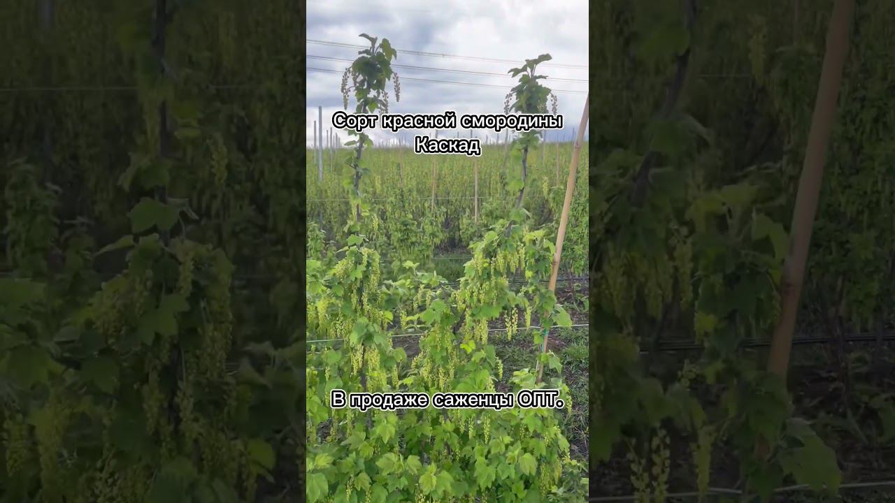 Красная смородина на шпалере. Интенсивное выращивание. #смородина #краснаясмородина смотреть онлайн