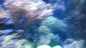 ОКЕАНАРИУМ в Барселоне.Всё самое интересное.Релакс для глаз