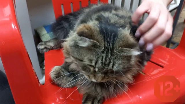 Ветеринарная клиника ДЖЕК. Хабаровск, ул. Истомина 71. Сентябрь 2023 г. смотреть онлайн