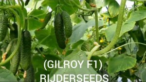 Огурец ГИЛРОЙ F1 (GILROY F1) -второй оборот. Среднеранний гибрид.