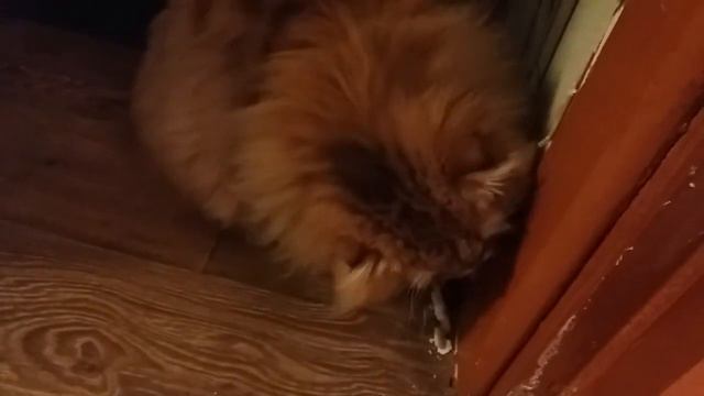 Нашкодил! смотреть онлайн