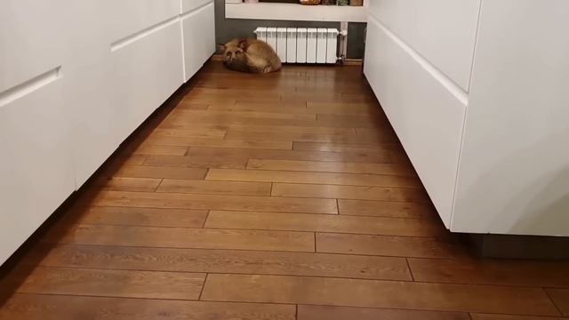 ЛИ СЯО. Алиса - Лиса. Нападение и раскаяние. смотреть онлайн