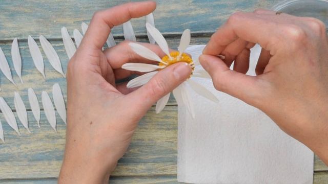 Садовая ромашка (нивяник) из холодного фарфора. Мастер-класс. смотреть онлайн