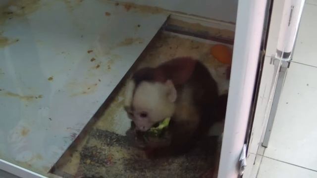 Мартышка Бразза. Cercopithecus neglectus.