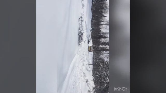 В лес за лапкой\пихтоварение