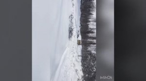 В лес за лапкой\пихтоварение