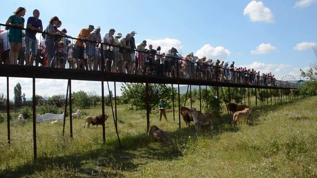 Завтрак львов в Тайгане .Парк Львов в Крыму смотреть онлайн