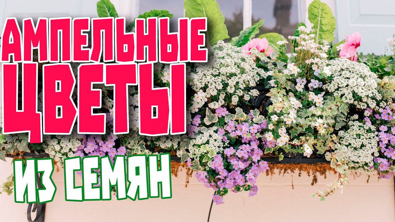 Выращиваем ампельные цветы из семян