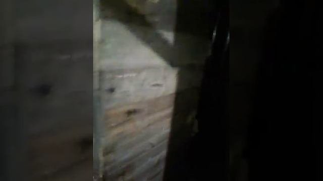Случка строкачей