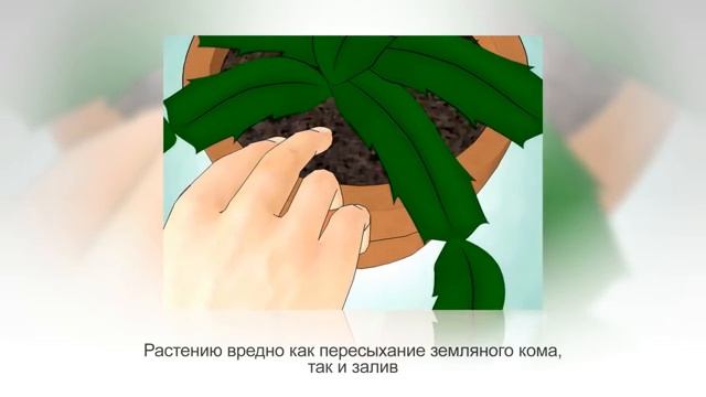 ШЛЮМБЕРГЕРА, зигокактус, декабрист, рождественник. Уход и разведение в домашних условиях смотреть онлайн