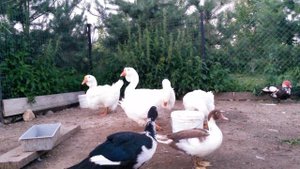 Сколько яиц снесет гусыня Холмогорочка. Почему у некоторых 8-11, а у других 30?