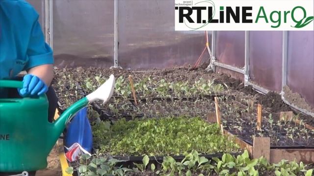 Чем подкормить рассаду. Подкормка рассады томата, капусты, растений редиса. смотреть онлайн