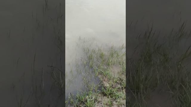 нерест воблы 2019. Атырау, Казахстан. смотреть онлайн