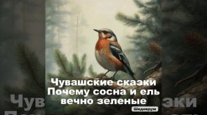 Чувашские сказки, Почему сосна и ель вечно зеленые