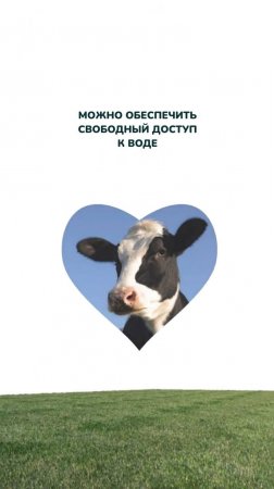 Если 1 литр молока = 5 литров воды, то сколько нужно выпить воды за один день?🐮