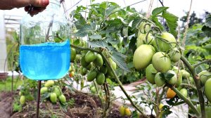 Эта волшебная смесь в момент спасет ваши томаты от фитофторы! Бордоская смесь от фитофторы томатов