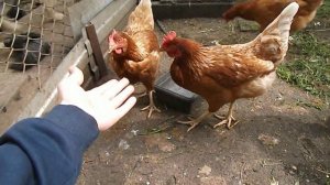 Куры едят гриб