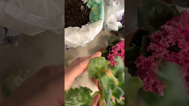 Шикарно цветут )) омоложения фиалки! смотреть онлайн