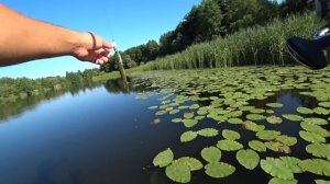 ЩУКИ обезумели, кидаются друг на друга. Рыбалка на спиннинг среди кувшинок.