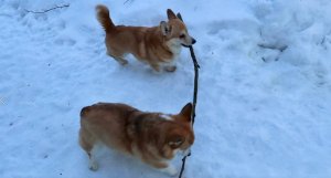 Не могут поделить палку! Корги Таффи и Сэдди | VLOG