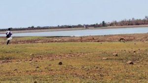 Дикий волк с банкой на голове пришел к людям за помощью.