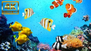 Прекрасные Морские Обитатели В 4К Ултра HD