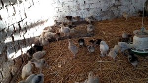 Цыплята брама