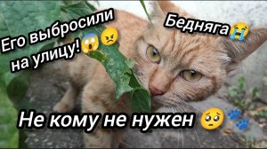 Рыжего кота выбросили на улицу и теперь он бездомный кот бродяга.???