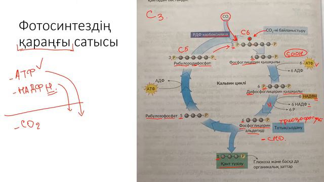 фотосинтездің қараңғы фазасы (фотосинтез 8-видео)