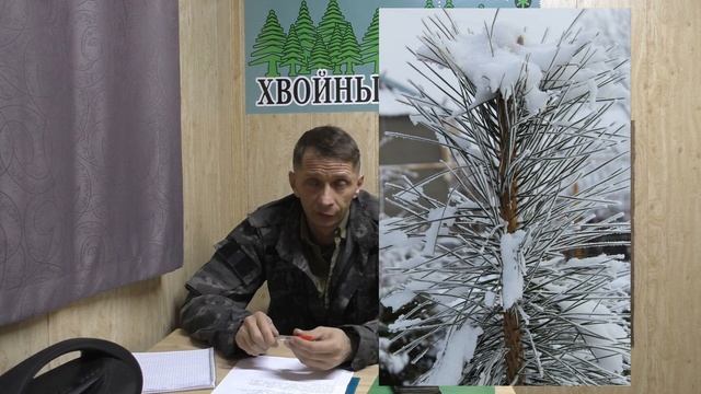 Вымерзает ли у нас сосна крымская?питомник "Хвойный дворик" вопрос-ответ смотреть онлайн