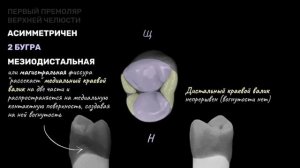 Анатомия премоляров | CARVIDENT