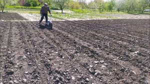Посев кукурузы ручной сеялкой точного высева