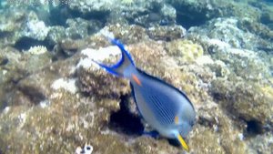 Рыба Хирург