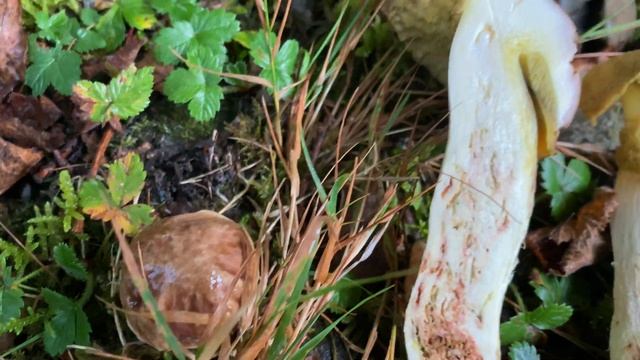Butyriboletus appendiculatus (Боровик придаточковый), September 20, 2020 смотреть онлайн