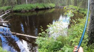 Крупный хариус в глухих ручьях на границе Пермского Края.День второй.Рыбалка в аквариуме.