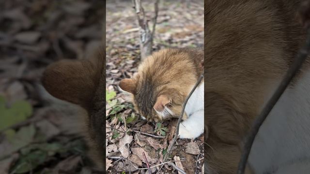 Какие-то коты ловят еду, а этот выкапывает.