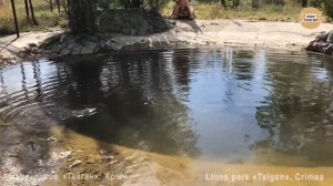 Львица Лейла поймала золотую рыбку! Тайган. Крым. Lioness Leila caught a goldfish!